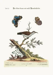 Der kleine Braun- und Weißbaumläufer, 1749-73